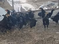 Chickens — Foto 4