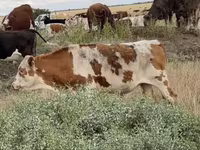 ثور, Simmental cattle — الصورة 3