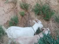 عنزة, Saanen goat — الصورة 4
