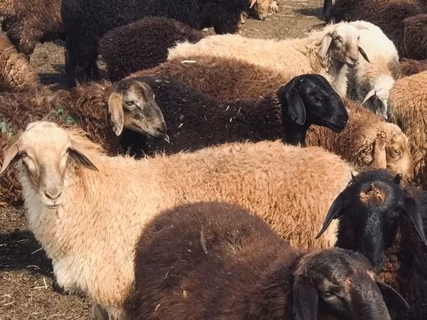 Widder, Katum sheep