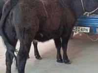 Vaca, Aberdeen-Angus — foto 1