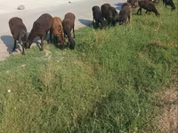 母羊, Sheep — 照片 5