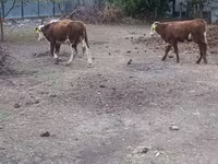 सांड, Simmental cattle — फ़ोटो 4