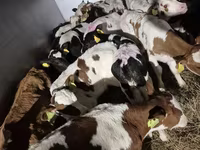 सांड, लिमोज़िन गाय — फ़ोटो 3