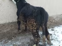 Toro, Ganado vacuno — foto 6