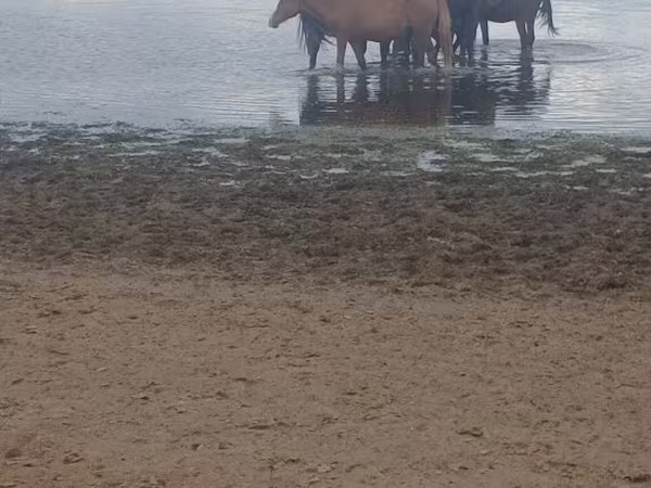 فرس, Kustanai horse