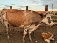 بقرة, Swiss cattle — الصورة 5
