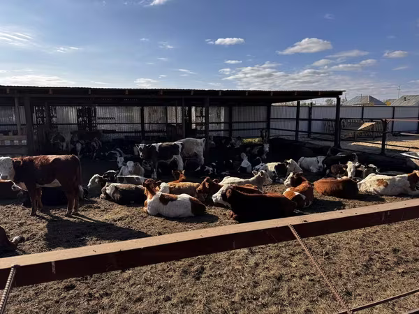 Toro, Simmental cattle