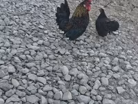 Japanisches Bantam — Foto 1