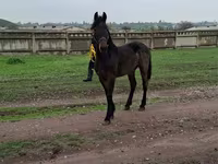 公马, Friesian — 照片 3