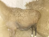 Oveja, Ovejas — foto 1