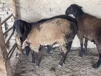 Ram, Rhon sheep — photo 4
