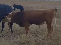 Bull, Simmental cattle — photo 1
