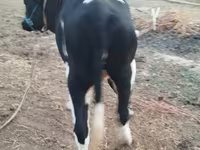 Vaca, Russian Black pied cattle — foto 3