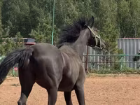 घोड़ा, Trakehner — फ़ोटो 1