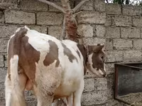 Cattle (batch, sex not specified), Cattle — photo 5