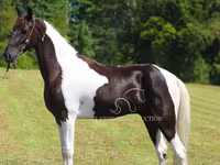 Horse (M), Tennessee Walking Horse — photo 8