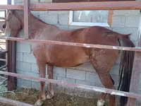 Mare, Kazakh horse — photo 1