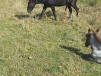 Horse (M), New Altai Horse — photo 3