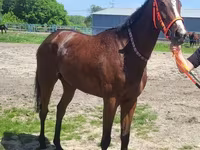 Mare, Arabian horse — photo 5