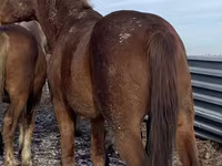 Horse (M), Kustanai horse — photo 2