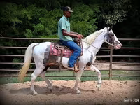 घोड़ा, National Show Horse — फ़ोटो 6