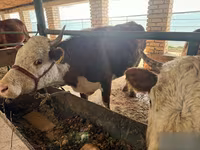 Kuh, Simmental cattle — Foto 8