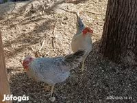 डेनिश हेन — फ़ोटो 4