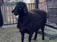 كبش, Hissar sheep — الصورة 4