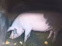 मादा सूअर, सूअर — फ़ोटो 1