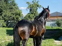 Horse (M), Swedish warmblood horse — photo 6