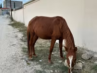 حصان, Karabakh horse — الصورة 3