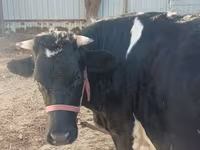 牛只（批次，未指定性别）, Russian Black pied cattle — 照片 4