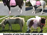Caballo, Miniature horse — foto 1