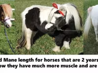 Caballo, Miniature horse — foto 5