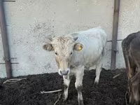 بقرة, Simmental cattle — الصورة 4