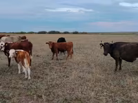 Vaca, Ukrainian grey cattle — foto 2