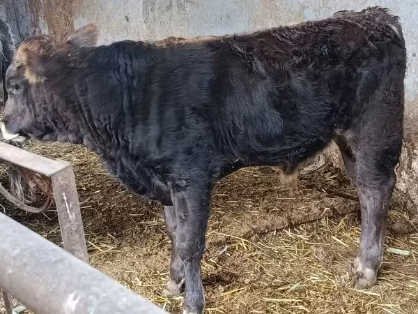 Toro, Aberdeen-Angus
