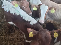 Bull, Simmental cattle — photo 1