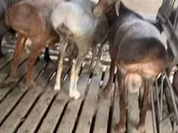 Ram, Sheep — photo 3
