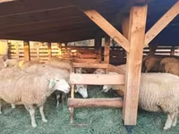 Sheep (batch, sex not specified), Sheep — photo 1