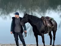 Horse (M), Karachay horse — photo 7