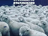 كبش, الأغنام — الصورة 5