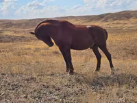 فرس, Kazakh horse — الصورة 4