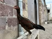 أستراليان غيم — الصورة 1