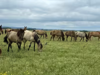 خيول (دفعة، الجنس غير محدد), Horse breed — الصورة 1