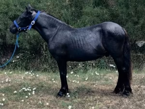 Caballo, Dutch warmblood horse