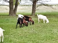 Goat, Saanen goat — photo 6