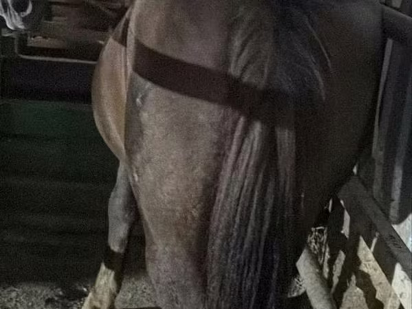 فرس, الخيول