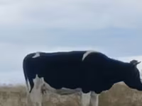 Kuh, Russian Black pied cattle — Foto 1